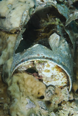 Coral reef growing around an aluminium can