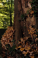 Pilze im Wald