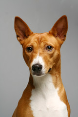 A portret of a basenji dog