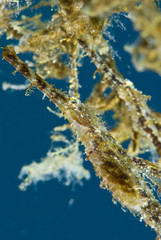 Fuzzy Ghost Pipefish (Solenostomus sp)