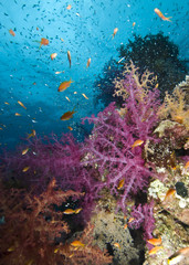 Naklejka na ściany i meble Colorful tropical reef scene
