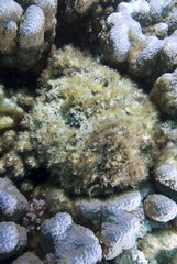 Naklejka na ściany i meble Stonefish (Synanceia verrucosa) the master of disguise