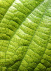 Green leave