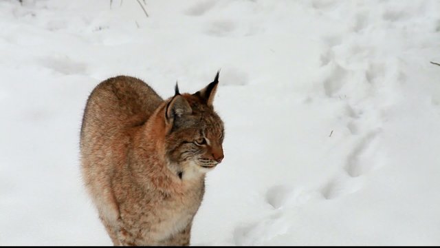 luchs