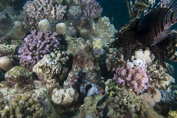 Common lionfish (Pterois miles) with a reef Reef octopus (Octopu