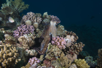 An inquisitive Reef octopus (Octopus cyaneus)