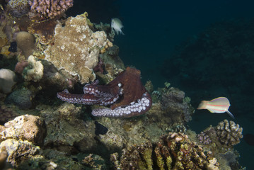 Reef octopus (Octopus cyaneus)
