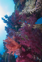 Vibrant  Purple Broccoli coral (Dendronephthya klunzingeri)