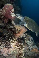 Hawksbill turtle (eretmochelys imbricata)