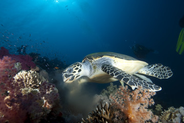 Hawksbill turtle (eretmochelys imbricata)