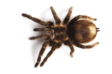 Spider on white background
