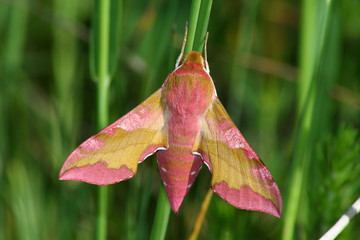 Fototapeta premium Pink hawkmoth (Deilephila porcellus)