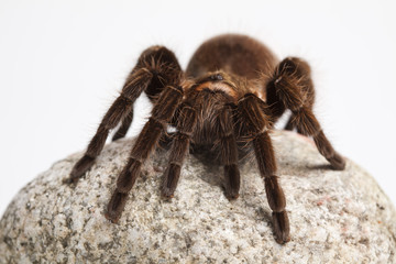 Tarantula!