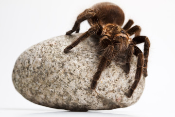 Big Tarantula