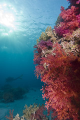 Fototapeta na wymiar Vibrant purple soft coral.
