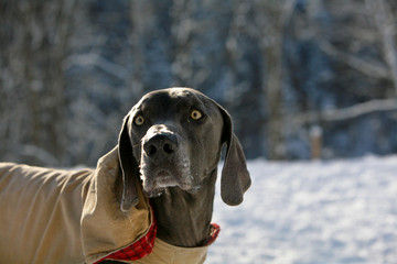 dog stare intense weimraner
