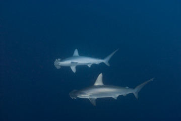 Scalloped hammerhead in deep water