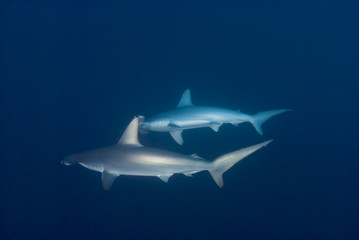Scalloped hammerhead in deep water