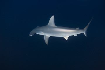 Scalloped hammerhead in deep water