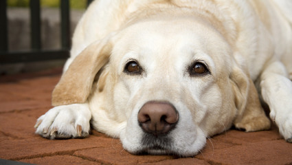 Yellow Lab Resting on Patio