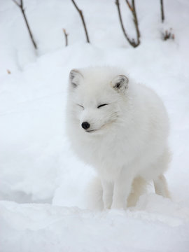 White Fox