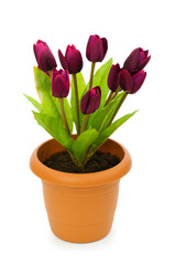 Pot with tuplis isolated on white