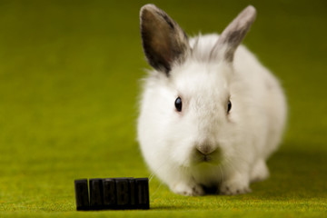 Rabbit