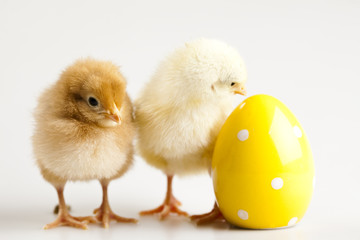 Fototapeta premium Cute little chick