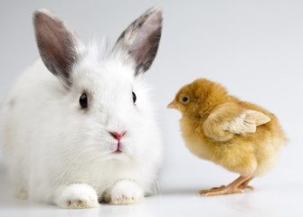 Easter bunny on chick white background