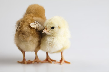Chicks