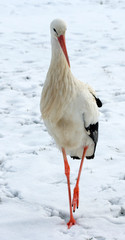 White Stork bird