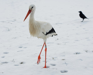 Cigogne blanche et corneille noire