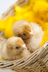 Happy Easter. Chickens in basket