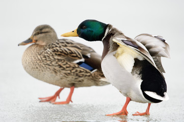 Stockente
