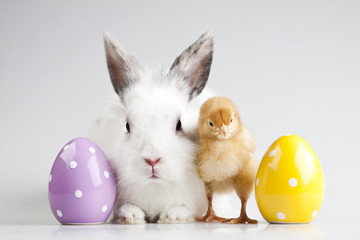Easter bunny on chick white background - 20513526