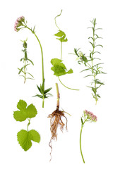 Valerian, Lavender and Hop Herbs