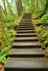 Wooden walkway into the forest