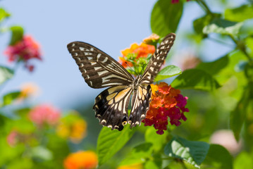 Fototapeta na wymiar Kolorowe nieustalona latające i karmienia na kwiaty