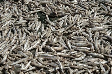 dried fish  for fish sauce