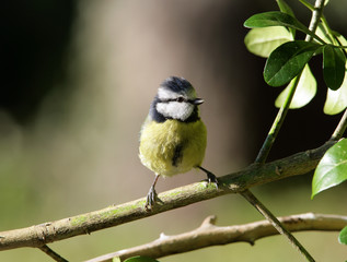 Portrait of a Blue Tit
