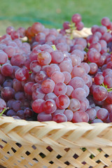 Grapes