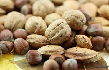 fruits secs sur feuilles mortes d'automne