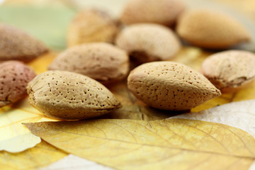 amandes sur feuilles mortes d'automne