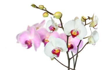 Fototapeta na wymiar Orchideen 57