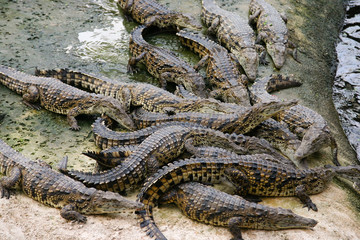crocodiles