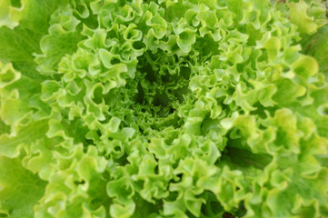 Lettuce detail