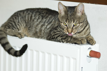 kotek © Kalinowski Łukasz