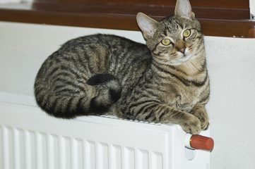 domownik © Kalinowski Łukasz