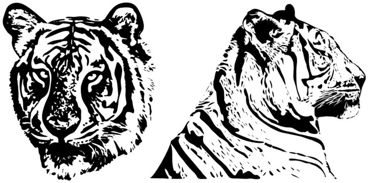 tiger - hand drawing