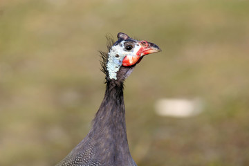 Guinea fowl